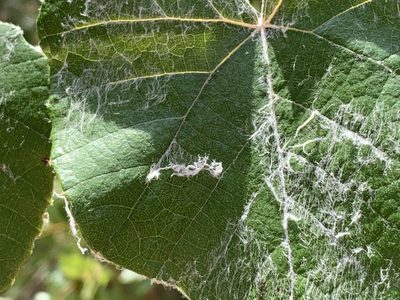 Vitis shuttleworthii, photographed by natalie