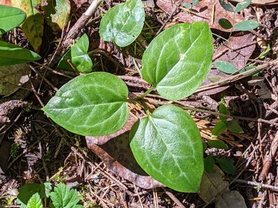 Pseudotrillium rivale, photographed by David Anderson