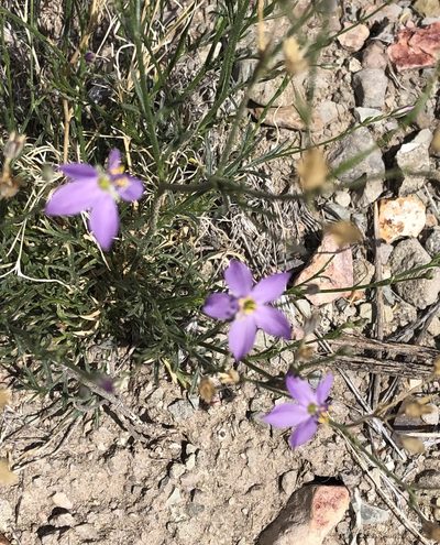 Giliastrum stewartii, photographed by Brooke Smith