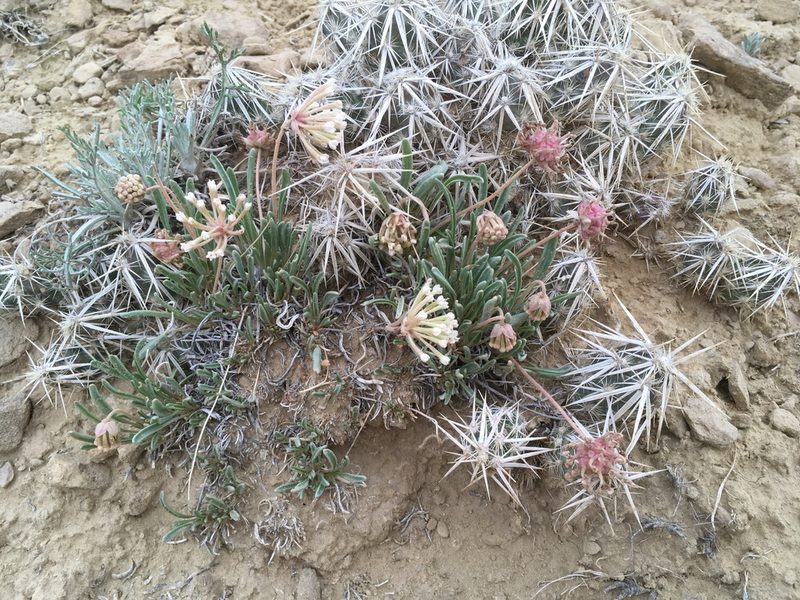 Abronia bigelovii, photographed by Cecelia Alexander