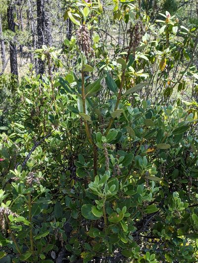 Garrya buxifolia, photographed by David Anderson
