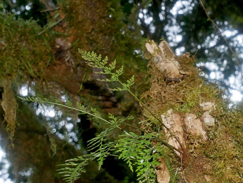 Asplenium wilfordii, photographed by Jacy Chen