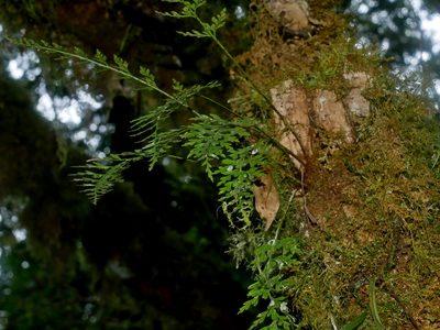 Asplenium wilfordii, photographed by Jacy Chen