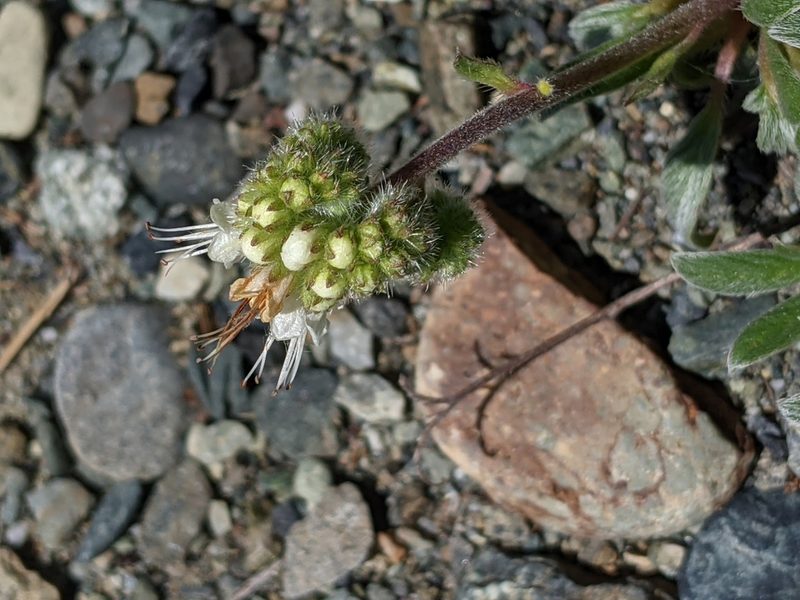 Phacelia corymbosa, photographed by David Anderson
