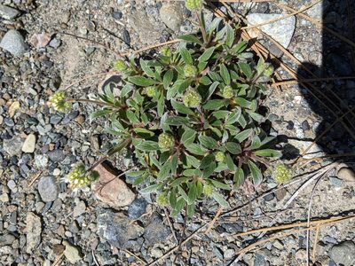 Phacelia corymbosa, photographed by David Anderson