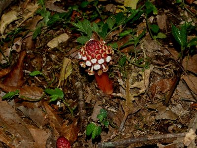 Balanophora harlandii, photographed by Jacy Chen