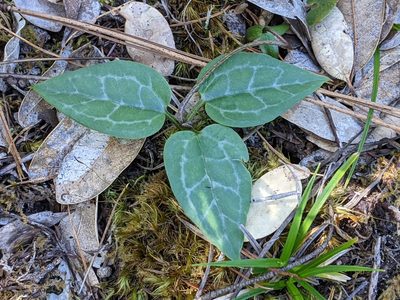 Pseudotrillium rivale, photographed by David Anderson