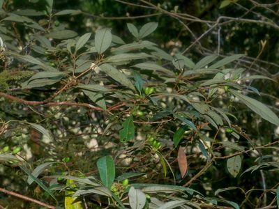 Litsea morrisonensis, photographed by Jacy Chen