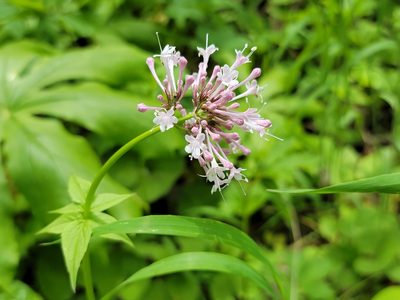 Valeriana pauciflora, photographed by Elias