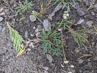 Lomatium fusiformis, photographed by Trevor Van Loon