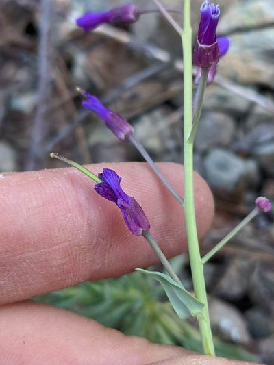 Boechera koehleri, photographed by Trevor Van Loon