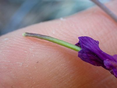 Boechera koehleri, photographed by Trevor Van Loon