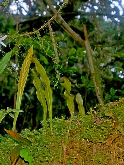 Loxogramme salicifolia, photographed by Jacy Chen