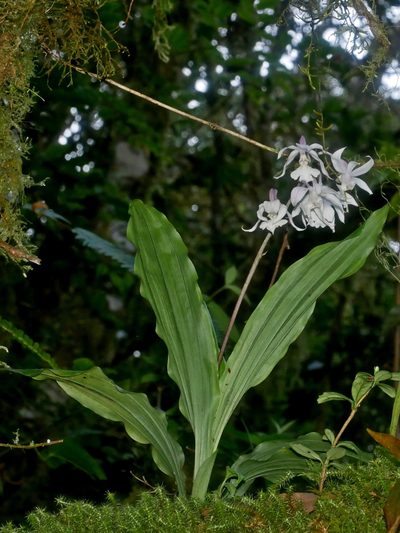 Calanthe arisanensis, photographed by Jacy Chen