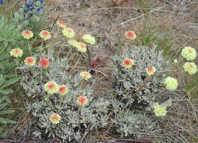 Eriogonum douglasii, photographed by sprcrkwild