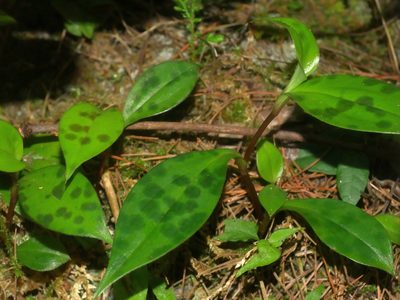Tricyrtis formosana, photographed by Jacy Chen