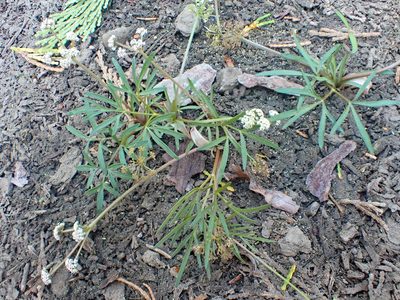 Lomatium fusiformis, photographed by Trevor Van Loon