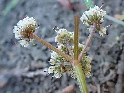 Lomatium fusiformis, photographed by Trevor Van Loon