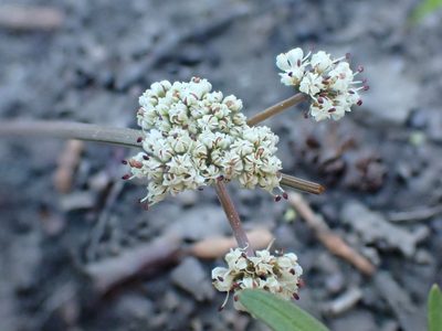 Lomatium fusiformis, photographed by Trevor Van Loon