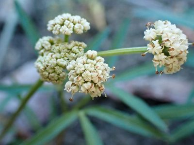 Lomatium fusiformis, photographed by Trevor Van Loon