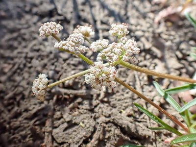 Lomatium fusiformis, photographed by Trevor Van Loon