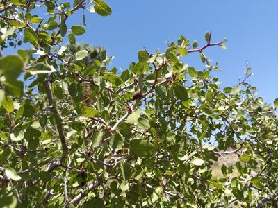 Prunus fremontii, photographed by Ken-ichi Ueda