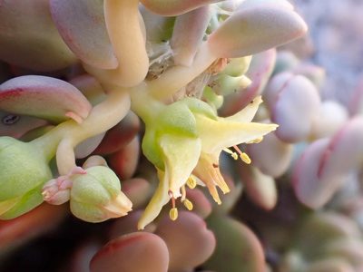 Sedum flavidum, photographed by Trevor Van Loon
