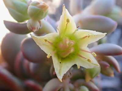 Sedum flavidum, photographed by Trevor Van Loon