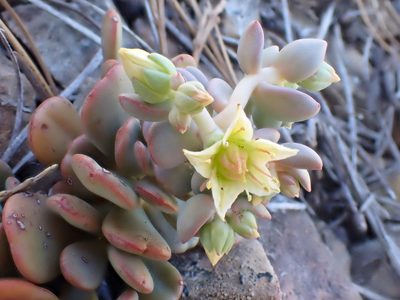 Sedum flavidum, photographed by Trevor Van Loon