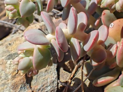 Sedum flavidum, photographed by Trevor Van Loon