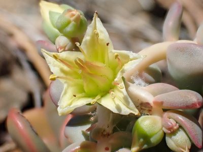 Sedum flavidum, photographed by Trevor Van Loon