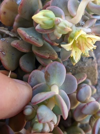 Sedum flavidum, photographed by Trevor Van Loon