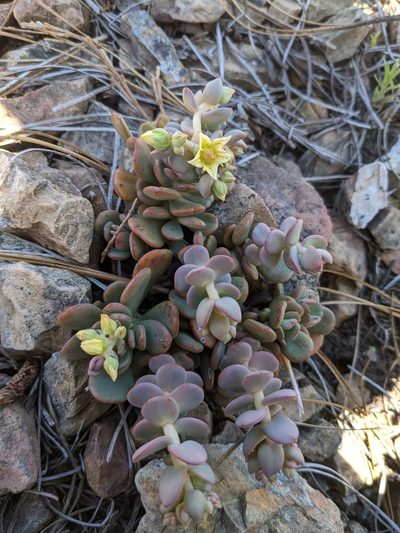 Sedum flavidum, photographed by Trevor Van Loon