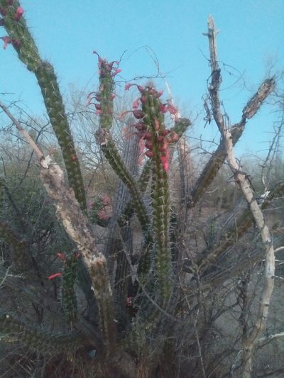 Stenocereus alamosensis, photographed by Tereka Lasso