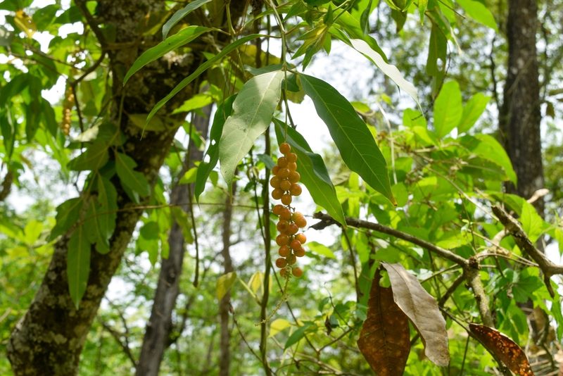 Citharexylum donnell-smithii, photographed by Saban-Sequén, E.A.