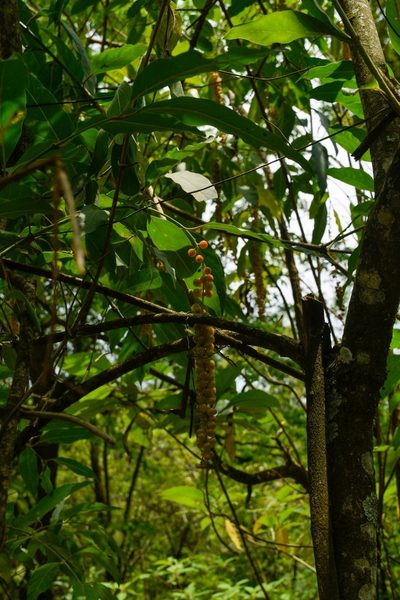 Citharexylum donnell-smithii, photographed by Saban-Sequén, E.A.
