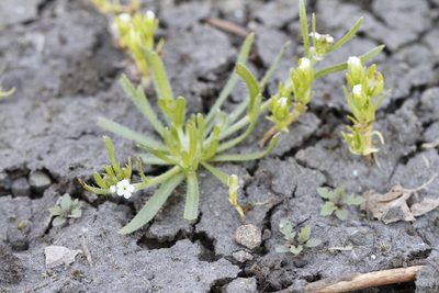Plagiobothrys scouleri, photographed by J Straka