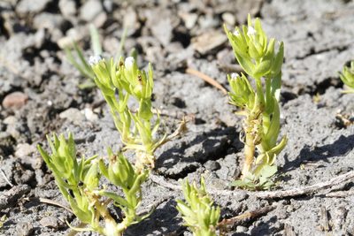 Gratiola ebracteata, photographed by J Straka