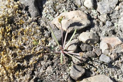 Plantago elongata, photographed by J Straka