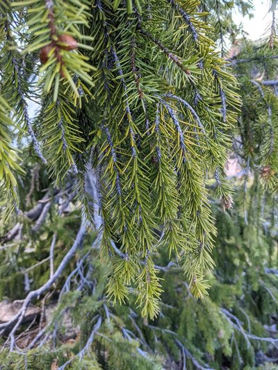 Picea breweriana, photographed by Trevor Van Loon