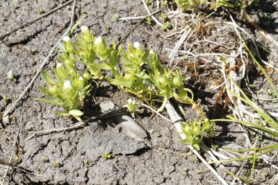 Gratiola ebracteata, photographed by J Straka