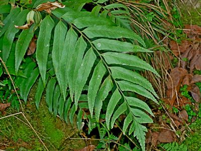 Polystichum integripinnum, photographed by Jacy Chen