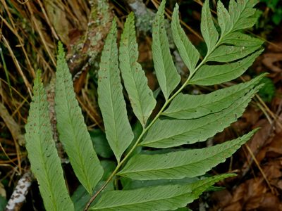 Polystichum integripinnum, photographed by Jacy Chen