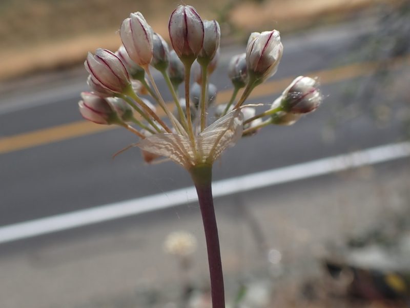 Allium tuolumnense, photographed by Scott Yarger