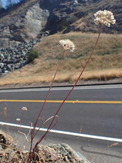 Allium tuolumnense, photographed by Scott Yarger