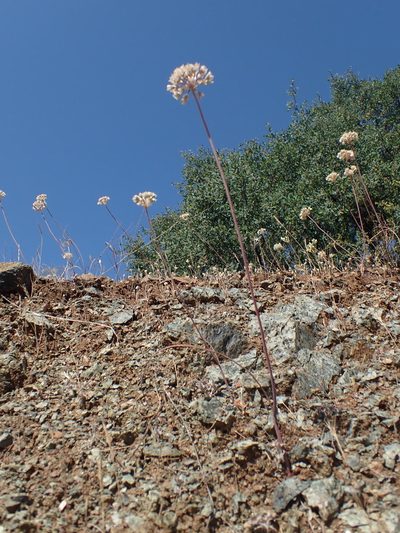 Allium tuolumnense, photographed by Scott Yarger