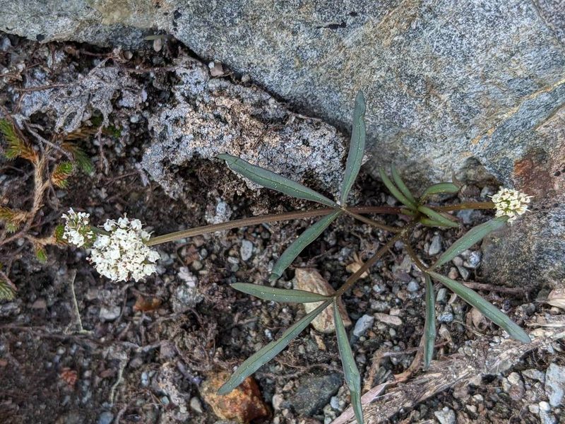 Lomatium fusiformis, photographed by Trevor Van Loon