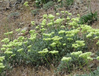 Eriogonum compositum, photographed by sprcrkwild
