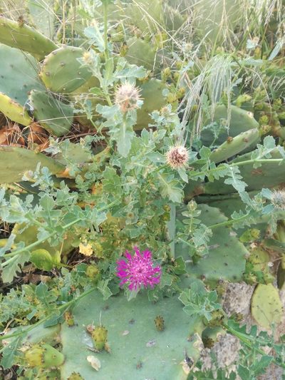 Centaurea sphaerocephala, photographed by Andrea Meucci