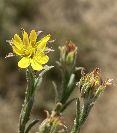 Osteospermum muricatum, photographed by Dave U
